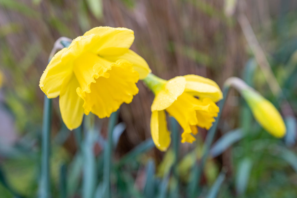 Lindley Drive Parbold